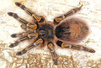 Grammostola pulchripes, Chaco Golden Knee tarantula.