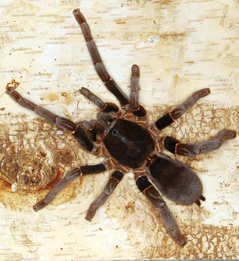 Hysterocrates gigas (Cameroon Red Baboon Tarantula) 1"+ FREE AFTER $150 SPENT