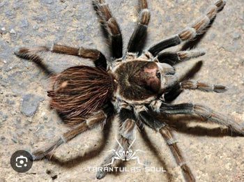 Lasiodorides sp. 'Adobe' Tarantula **NEW SPECIES**