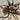 Lasiodorides sp. Adobe tarantula.