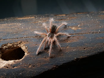 Megaphobema sp. 'White' Tarantula RARE