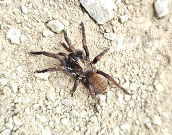 Mygalomorphae sp. Eoló Funnel Web Spider