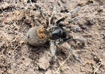 Theraphosinae sp. 'Rauta' Tarantula NEW SPECIES