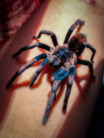 Thrixopelma sp 'Apasanca' Tarantula NEW TO USA