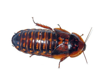 Feeder Dubia Roaches
