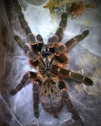 Pterinochilus murinus DCF ('Kigoma' Orange Baboon Tarantula) 0.75"