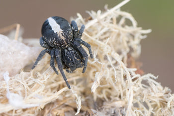 Stegodyphus lineatus 'Black' (Black Sahara Velvet Spider) 1/8-1/4"