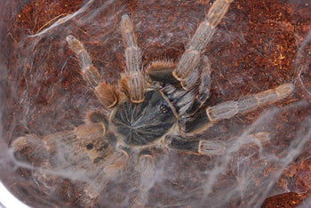 Pterinochilus lugardi (Tansanian Blonde Baboon Tarantula) 0.75-1"