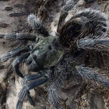 Euathlus manicata black, Chilean Black Flame tarantula.