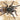 Pterinochilus chordatus (Killimanjaro Mustard Baboon Spider) 0.75"