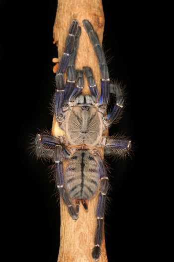 Ornithoctoninae sp. "Phan Cay Blue" (True Blue Locality Spider) 1-1.5"