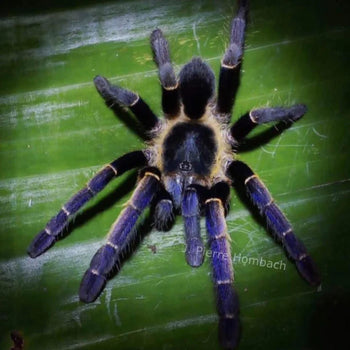 Ornithoctoninae Sp. Ranong Blue (Ranong Blue Earth Tiger Tarantula) 1.5”