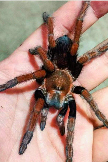Theraphosinae sp "Magma" (Peruvian Magma Tarantula)