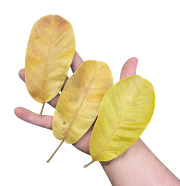 Rubber Leaf Litter