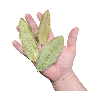 Guava leaf litter for bioactive enclosures.