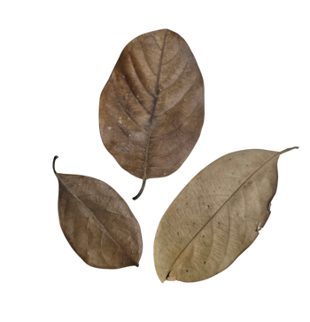 Jackfruit leaf litter for bioactive enclosures.
