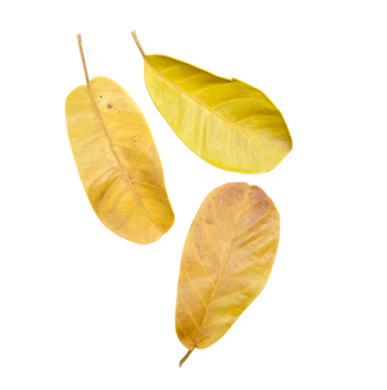 Rubber Leaf Litter