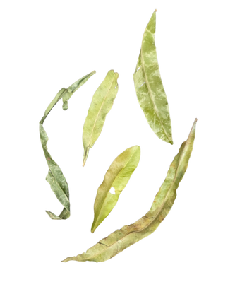 Pihimbiya Leaf Litter