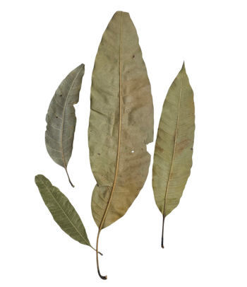 Mango leaf litter for bioactive enclosures.