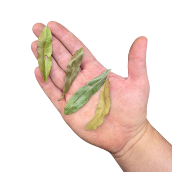 Pihimbiya Leaf Litter