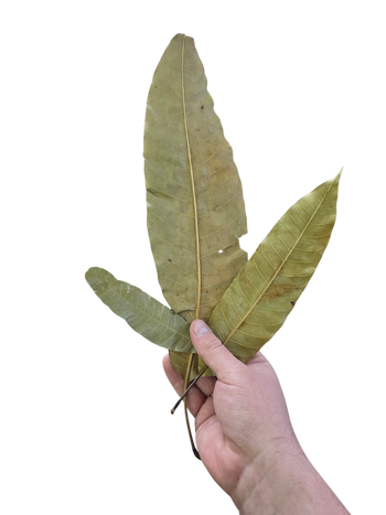 Mango leaf litter for bioactive enclosures.