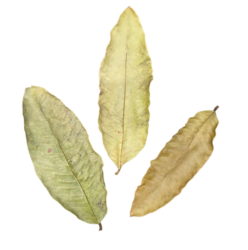 Guava leaf litter for bioactive enclosures.