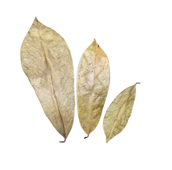 Soursop Leaf Litter