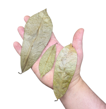 Soursop Leaf Litter