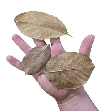 Jackfruit leaf litter for bioactive enclosures.