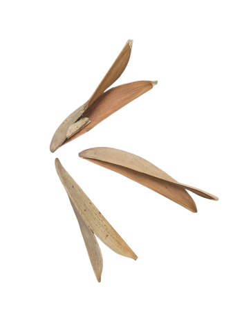 Split Petal