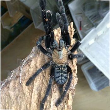 Omothymus sp. "Sumatran Tiger" (Sumatran Tiger Earth Tiger Tarantula)