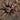 Tliltocatl verdezi (Mexican Rose Grey Tarantula) 1-1.5" FREE AFTER $200 SPENT