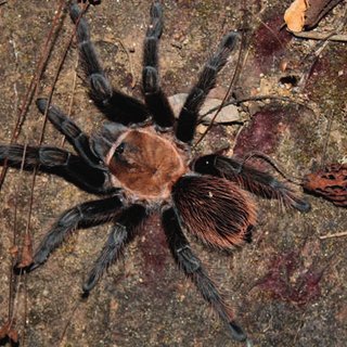 Tliltocatl verdezi (Mexican Rose Grey Tarantula) 1-1.5"