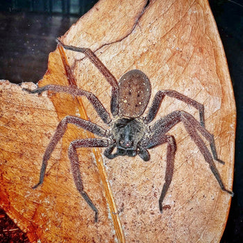 Heteropoda tetrica (Tropical Dark Huntsman Spider) 0.75-1"