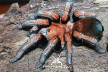 Theraphosinae sp "Mandarin" (Orange Blush Tarantula)