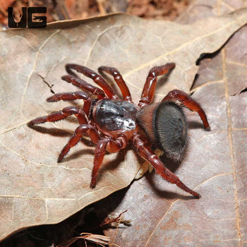 Cyclocosmia lannaensis (Lanna Trapdoor Spider) 0.25"