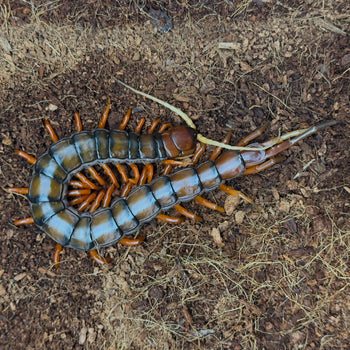 Scolopendra sp. White Beard centipede, 1.5 to 2 inches.