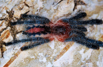 Ybyrapora sooretama (Harlequin Pinktoe Tarantula) 0.5-0.75"