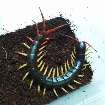 Scolopendra dehaani (Vietnamese Yellow Leg) 3" CB Plings