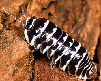 Zebra Isopods (Armadillidium maculatum)