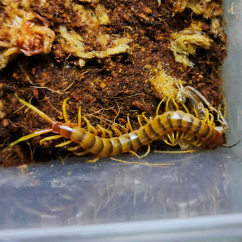 Scolopendra galapagoensis (Darwin's Goliath Centipede) Orange Morph about 4"