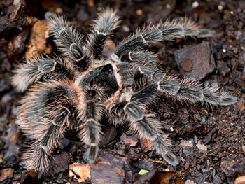 Lasiodora parahybana (Salmon Pink Bird Eater Tarantula) 0.5" FREE AFTER $50 SPENT
