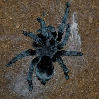Grammostola pulchra (Brazilian Black Tarantula) MALE 4"
