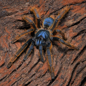 Ornithoctoninae sp "Vietnam Silver" (Silver Earth Tiger Tarantula) 1-1.25"
