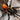 Harpactira chrysogaster tarantula, 0.5 inch.