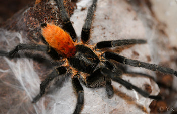 Harpactira chrysogaster Tarantula