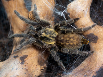 Heterothele villosella (Tanzanian Chestnut Baboon Tarantula)