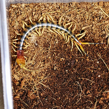 Scolopendra galapagoensis (Darwin's Goliath Centipede) Orange Banded Morph CB P