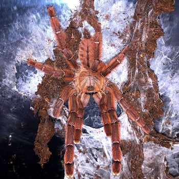 Aspinochilus rufus  (Peach Earth Tiger Tarantula) FEMALE