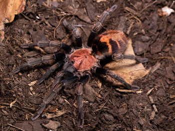 Davus pentaloris (Guatemalan Tiger Rump Tarantula) 0.5"